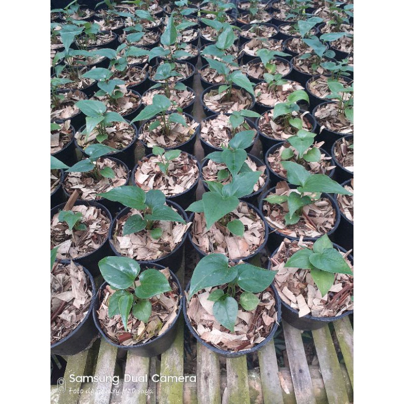 Anthurium corong x garuda