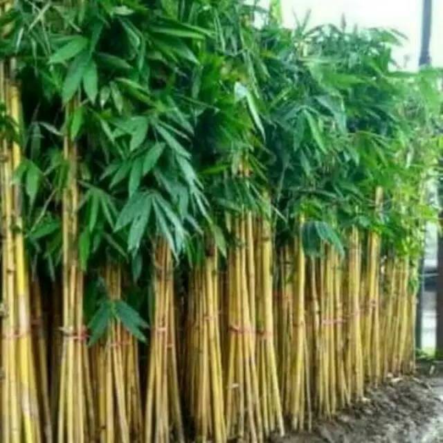 Tanaman hias pohon bambu panda-bambu kuning