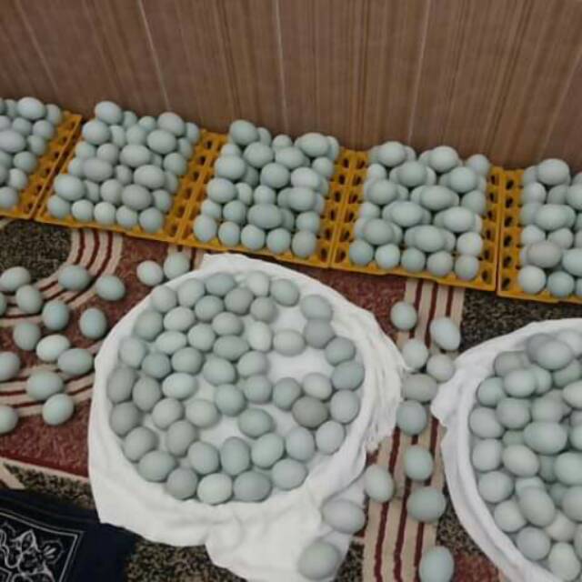 

Telur asin ASLI
