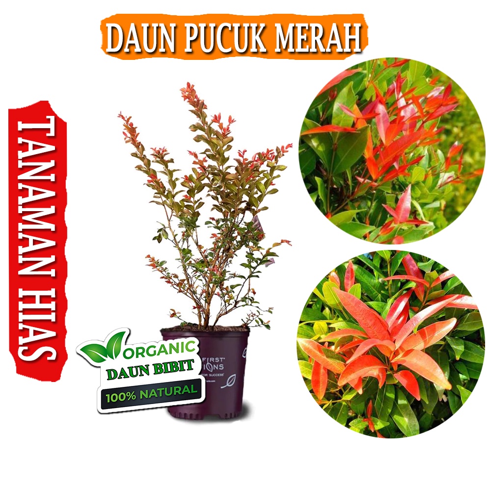 Jual Tanaman Daun Pucuk Merah Super Murah Shopee Indonesia