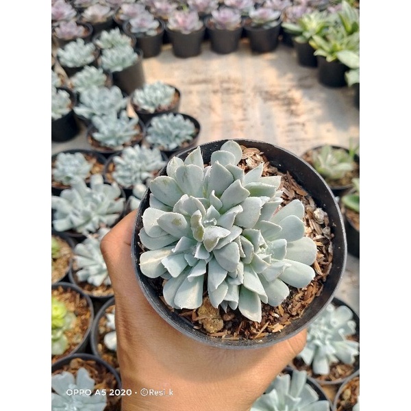 echeveria turpi cristata