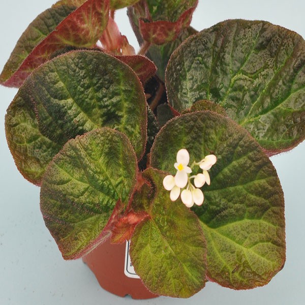Tanaman hias Begonia manaus rimbun