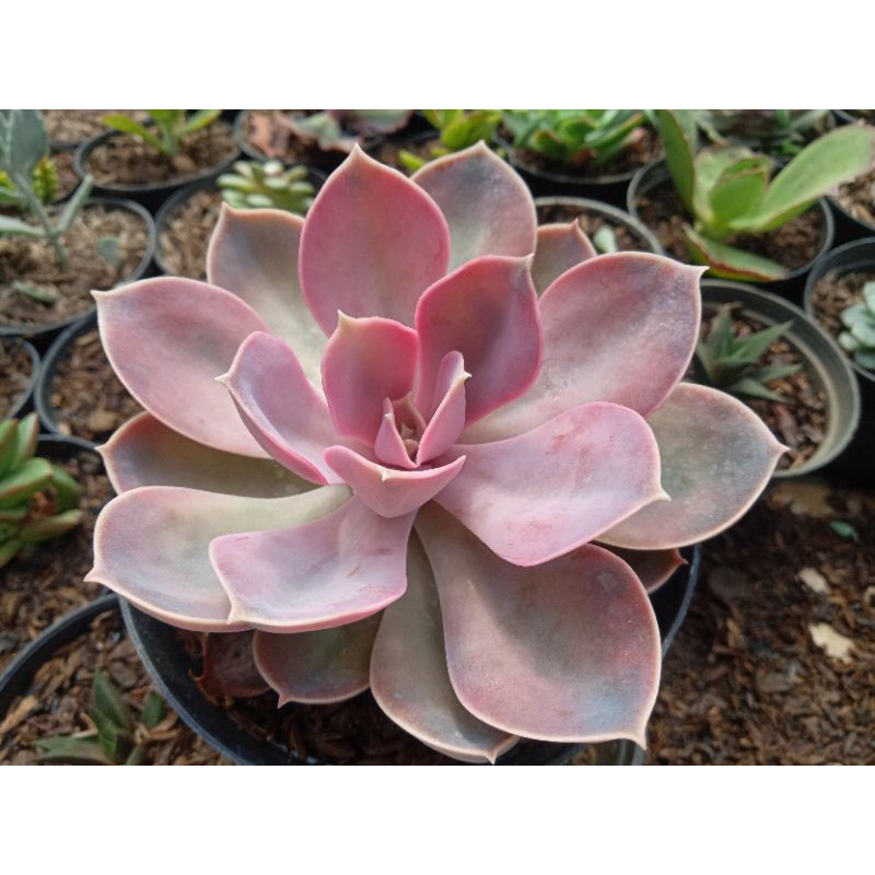 sekulen perle rainbow freepot medium