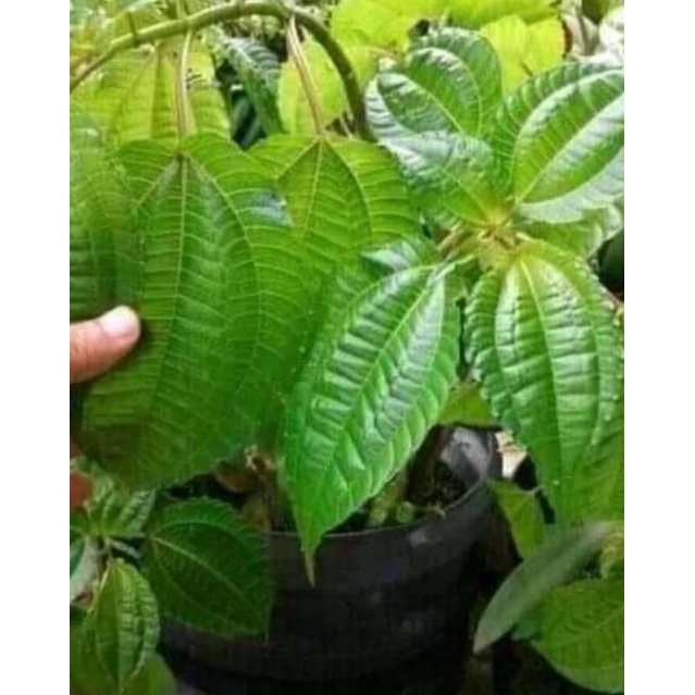 

250gram Pohpohan/Lalapan Segar