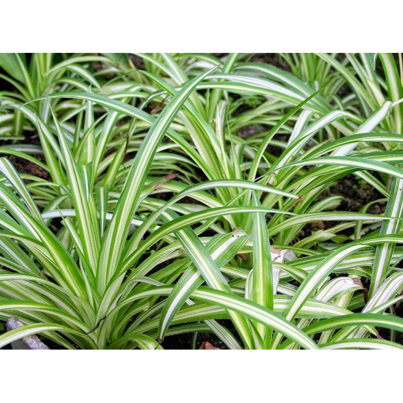 TANAMAN HIAS LILI PARIS |(CHLOROPHYTUM COMOSUM) |COD | TANAMAN HIAS MURAH MERIAH TERBAIK 2021