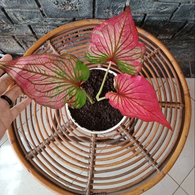 Tanaman Hias Caladium Infinity/ Bibit Bunga Hidup Caladium Infinity Murah