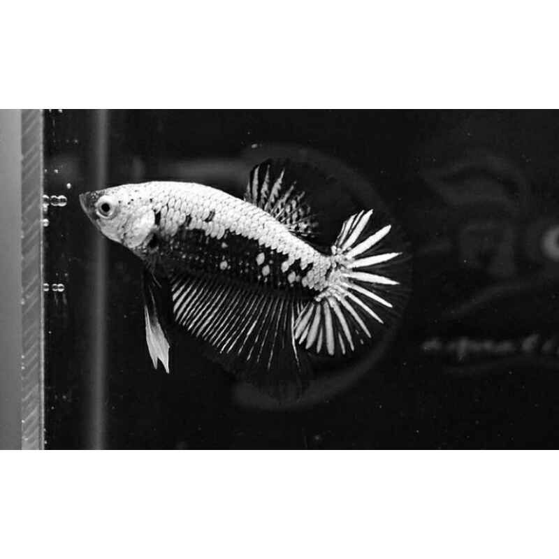 cupang black dan red samurai betina