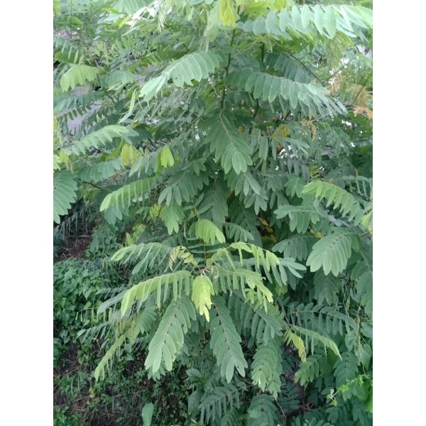

Daun Johar sega herbalr 250 gr