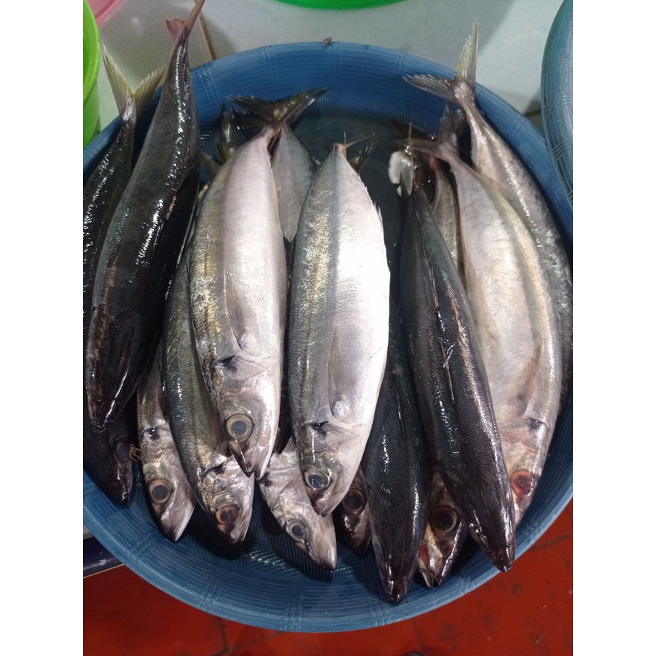 

ikan Dencis Lungun