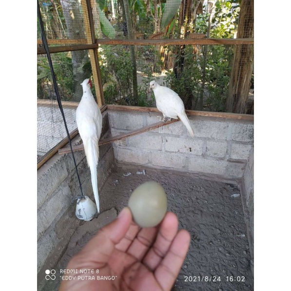 TELOR AYAM HIAS VIRAL, EXOTIC AYAM HIAS TERPOPULER, AYAM HIAS PALING DI CARI AYAM WHITE