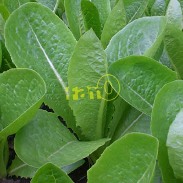 Benih / Biji / Seed Selada Green Romaine Hijau/Green Lettuce Known-You