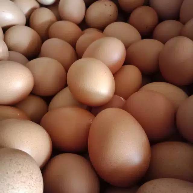 

Telur Ayam negri 1 pcs