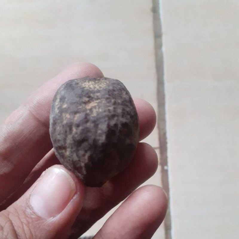 muncang/kemiri yanti (garut)