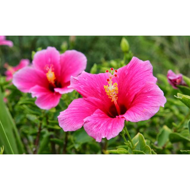 Bibit tanaman bunga sepatu - bunga sepatu - bibit bunga - tanaman pagar bunga sepatu