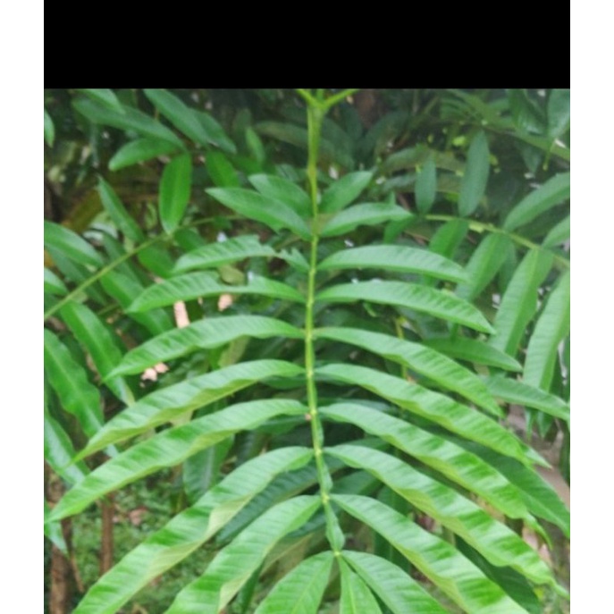 

daun sungkai viral fenomena (100gr)