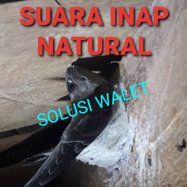 Suara Inap Walet NATURAL