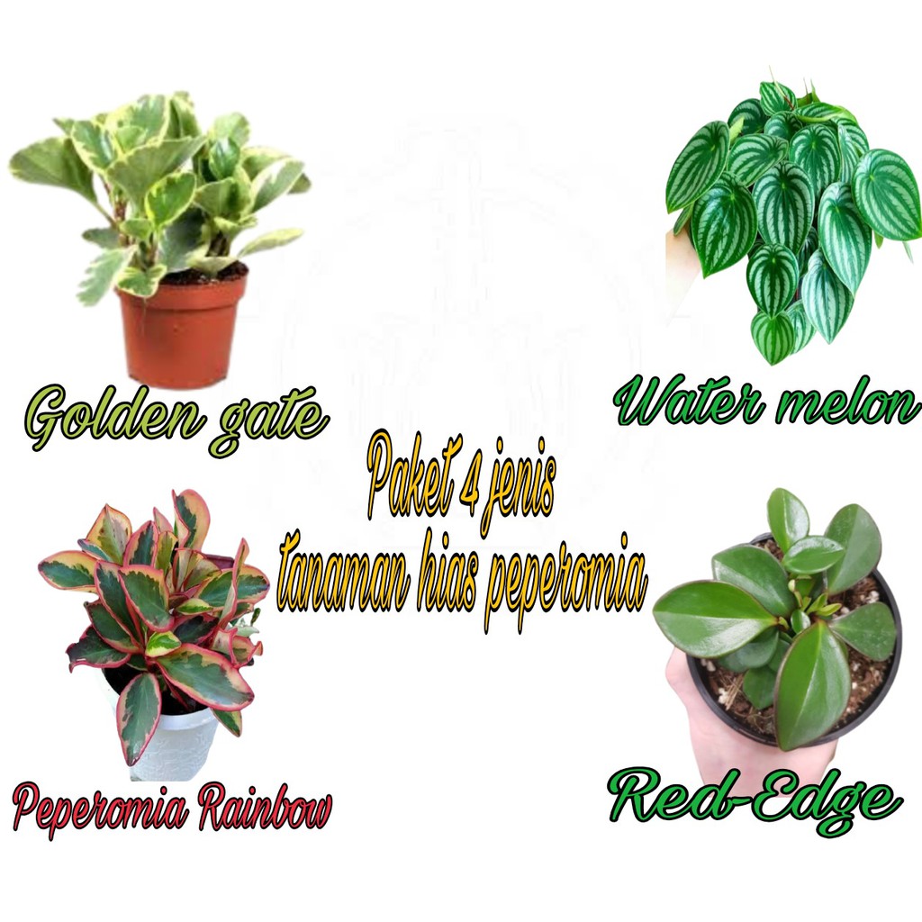 PAKET Hemat 4 JENIS TANAMAN HIAS PEPEROMIA Golden gate,Red edge,Peperomia rainbow,Water melon