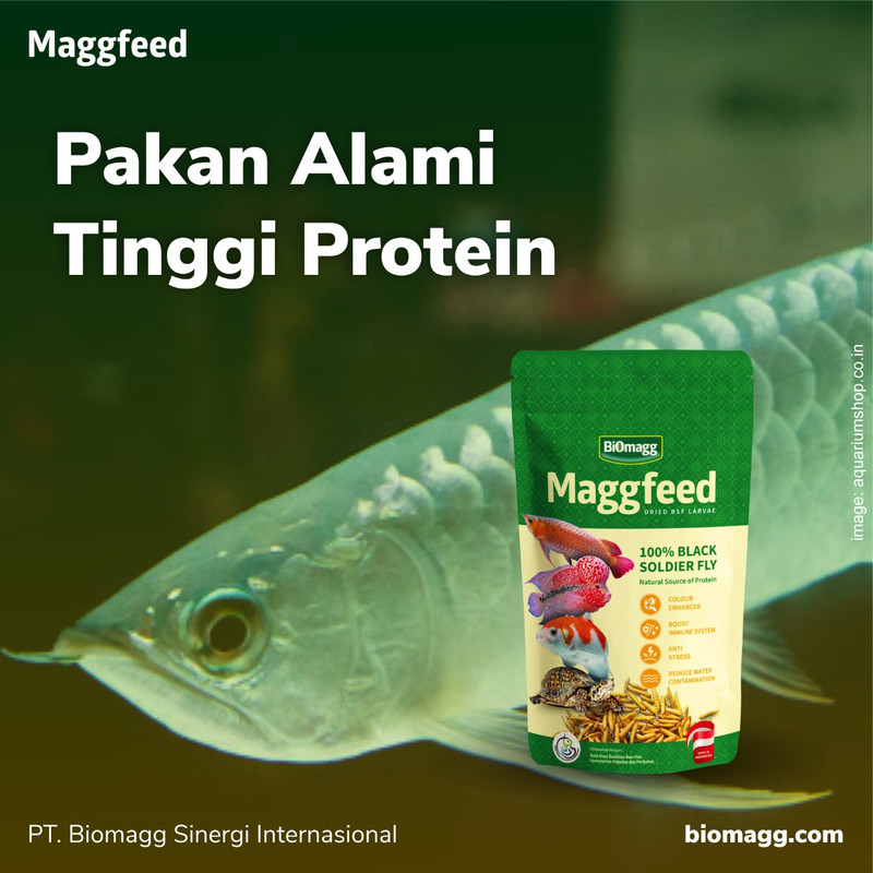 Pakan Pelet Makanan Ikan Predator Maggfeed Kering Channa Oscar 3 pcs