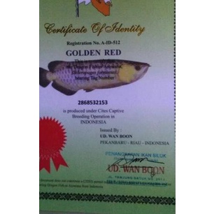 ➫ Sertifikat chip serti Arwana golden red / RTG / Red Tail Golden - tanpa laminatin ➥