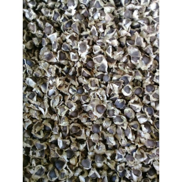 

Biji Kelor atau Moringa Seed 1 kg. Murah dan Bagus