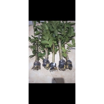 bibit fresh cangkok Jambu kristal merah jumbo asli banyuwangi