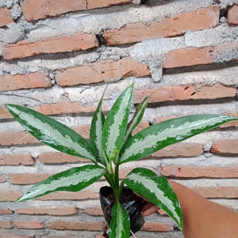 JUBIL GREND SILVER