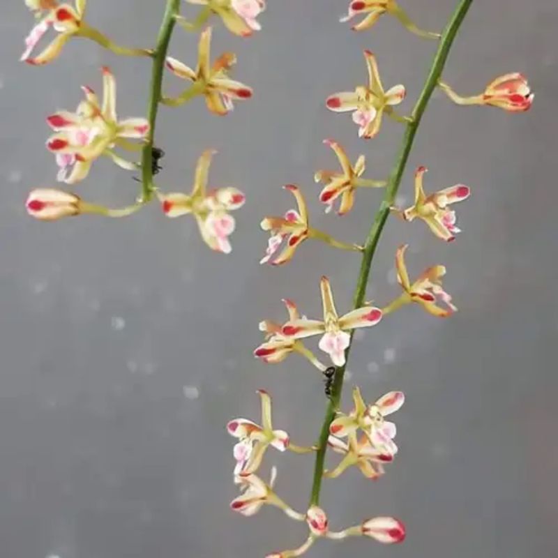 Anggrek Hutan Acreobsis lilifornia rumpun