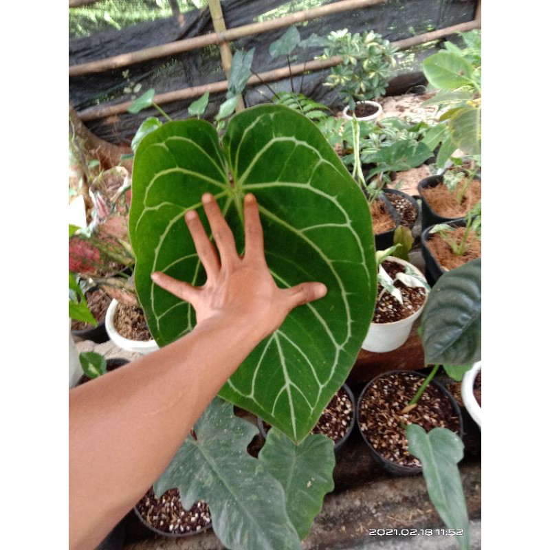 tanaman hias Anthurium magnificum batang kotak