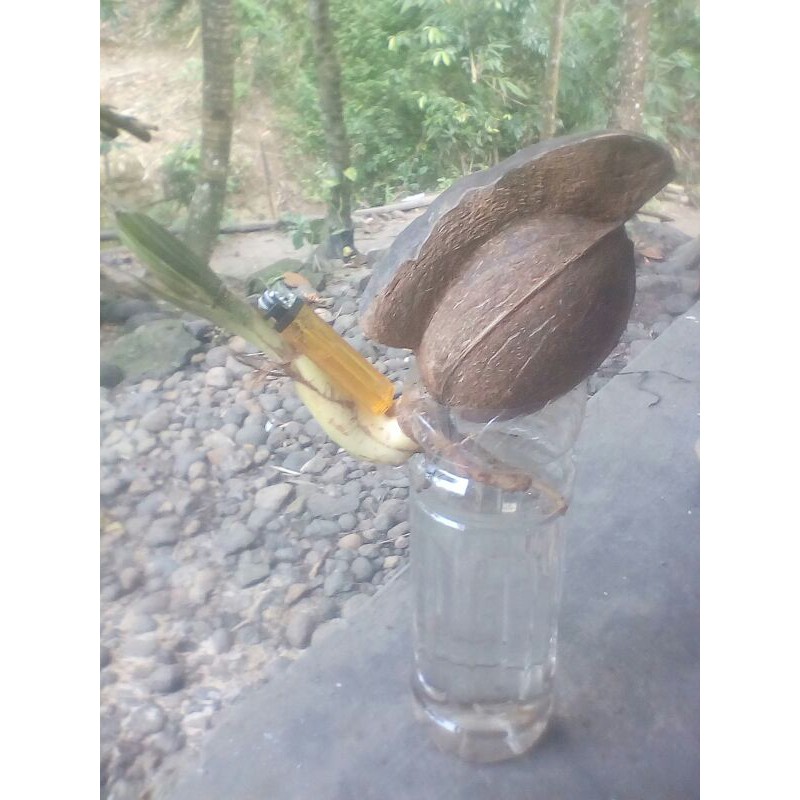 bahan bonsai kelapa minion tumbuh tunas