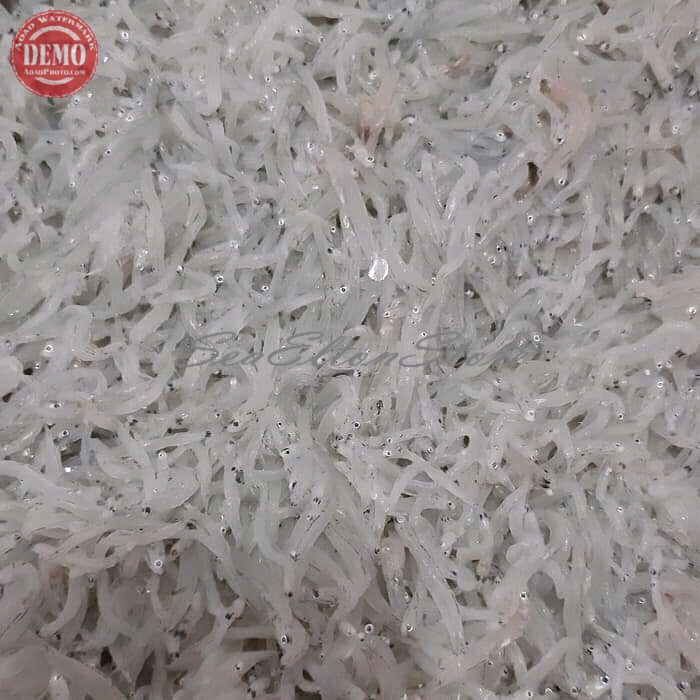 

IKAN TERI SEGAR TERI NASI MEDAN BASAH Ikan Segar Laut