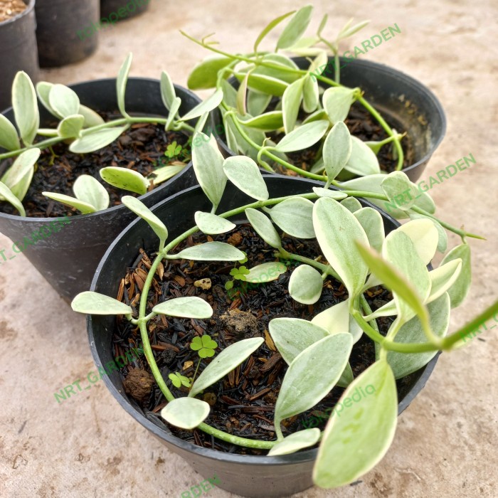 Tanaman Hias Sukulen // Dischidia Cascade