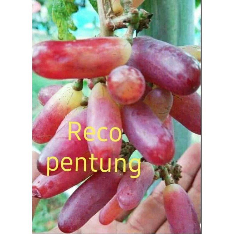 

bibit anggur retco pentung