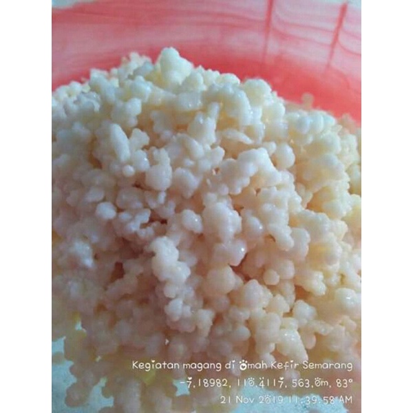 

Bibit Kefir atau Grain Kefir