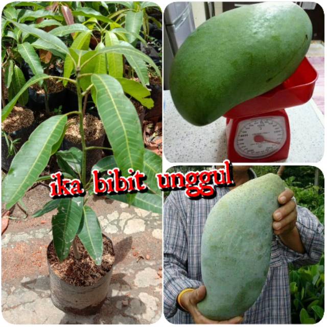 

Bibit mangga mahatir super jumbo