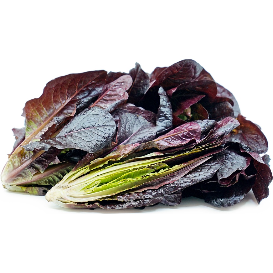 Benih Bibit Biji - Lettuce Red Romaine Selada Romain Merah Seeds - Panen Dalam 35 Hari