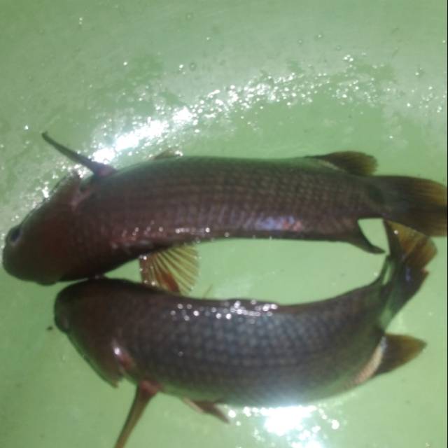 9600 Koleksi Ikan Air Tawar Langka Di Indonesia HD Terbaru