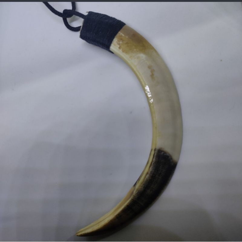 liontin kalung taring babi hutan asli 14cm 05