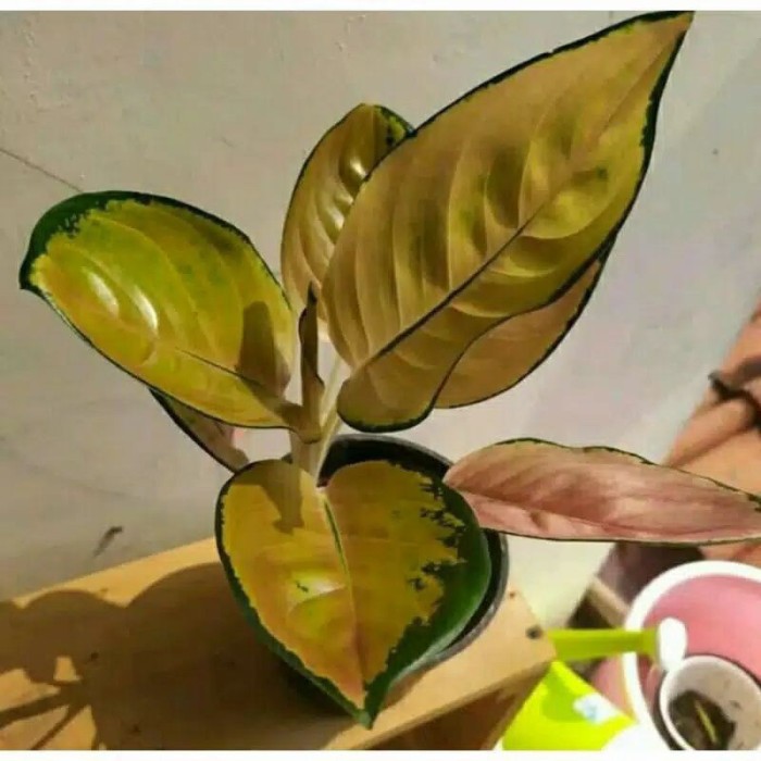 bunga aglonema sultan brunei bibit