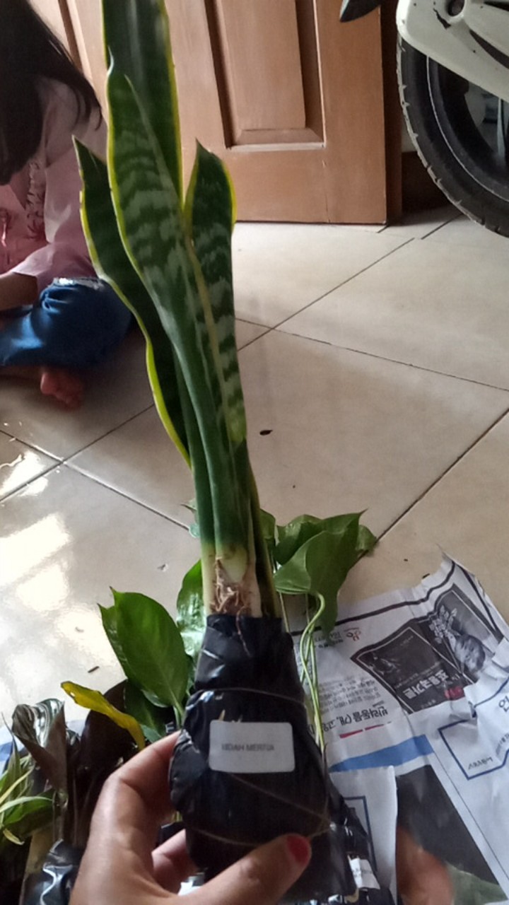 Tanaman Hias Lidah Mertua