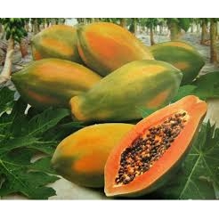 

PEPAYA / Kg