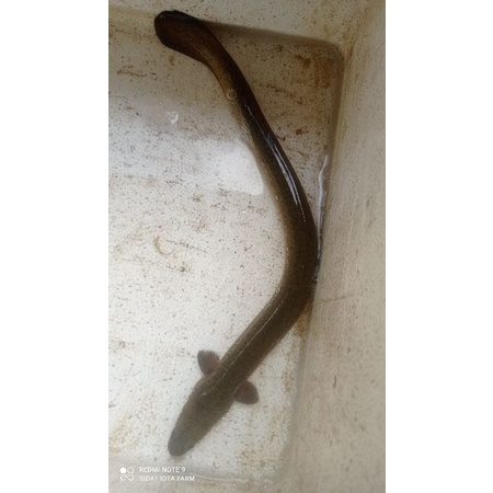 Sidat Macan hidup Sidat Marmorata ukuran sekitar 100-200gram per ekor, ikan sidat hias, jual sidat E