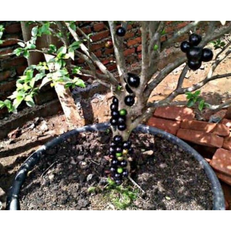 bibit anggur pohon sabara benih tanaman buah di dalam pot tabulampot-2