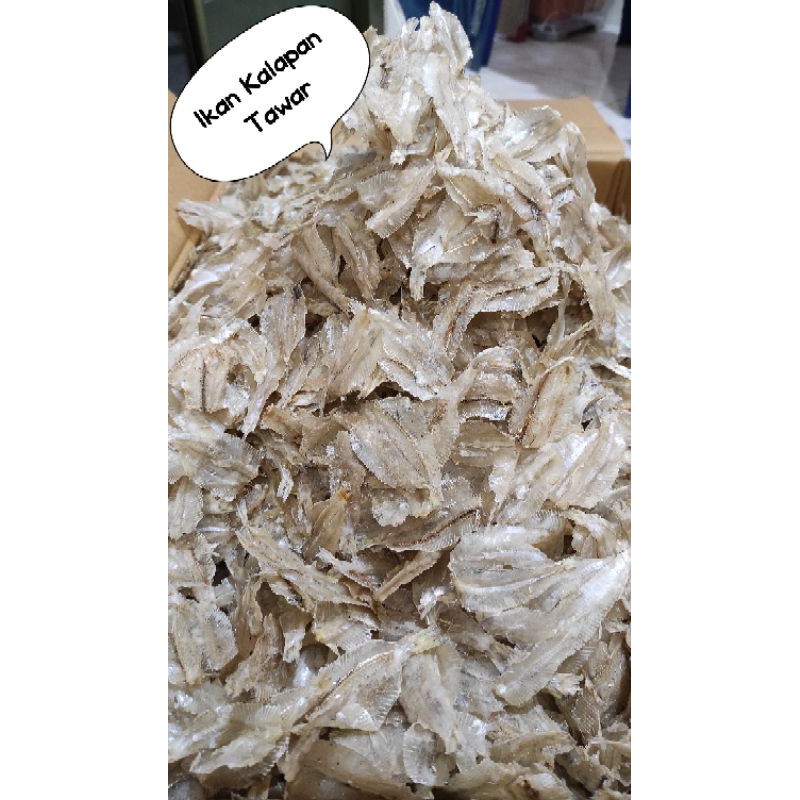 

Ikan Kalapan Tawar 500 gram