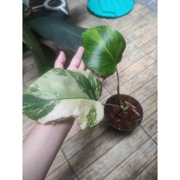 Monstera Marmorata