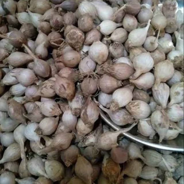

Bawang tunggal lokal 500 gram Bawang Lokal