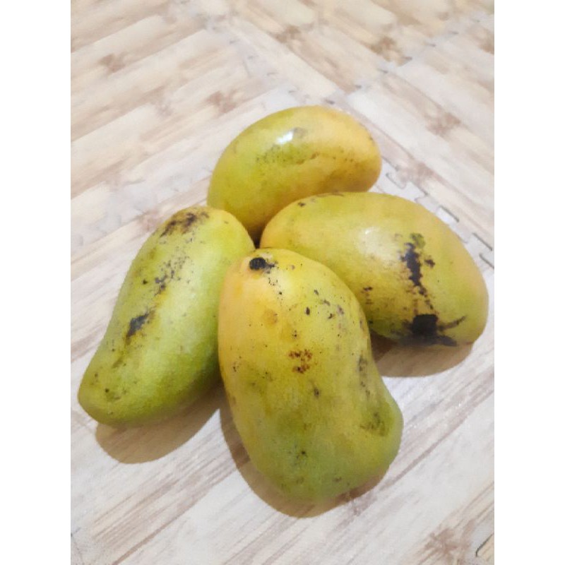 

MANGGA GOLEK