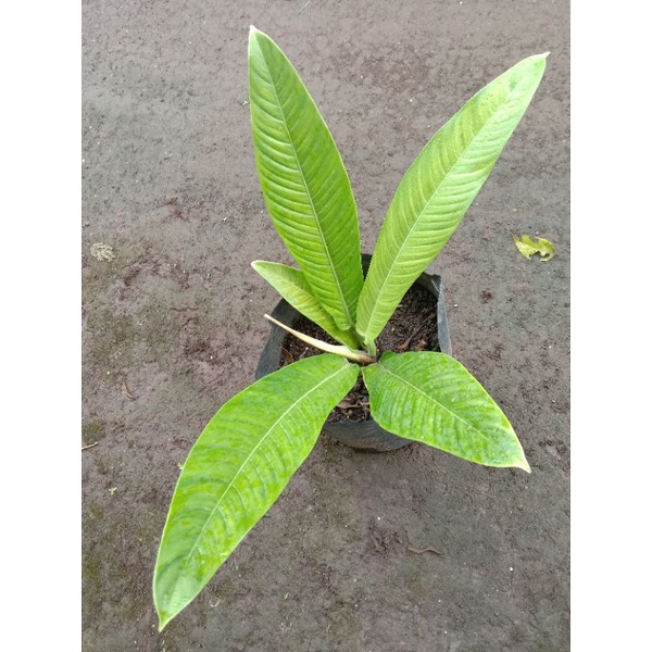 philo linet / philodendron linet