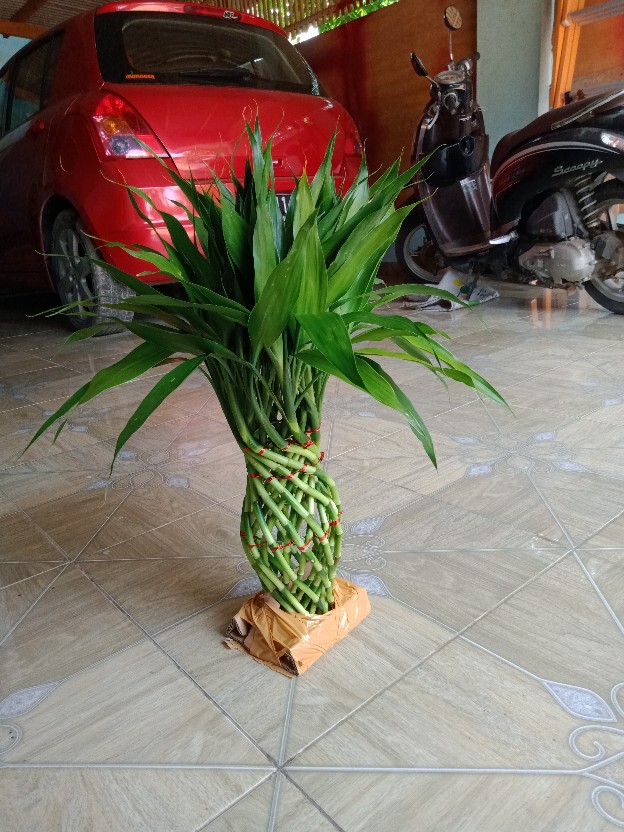 Bibit Tanaman Sri Rejeki