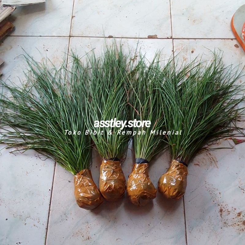 

Bawang Batak Kuncai Segar 1 Kg