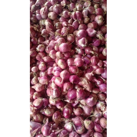 

bawang merah kualitas istimewa